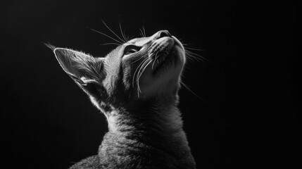 Poster - A close-up of a cat's face in dramatic black and white lighting.