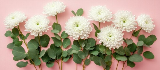 Wall Mural - White chrysanthemum flowers and eucalyptus leaves arranged on a soft pink backdrop creating an elegant flat lay composition