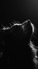 Poster - A silhouette of a dog gazing upwards, highlighted by dramatic lighting.