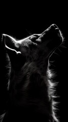 Poster - A silhouette of a dog looking upwards against a dark background, highlighting its features.