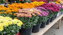 Colorful Potted Garden Flowers Free Stock Photo - Public Domain Pictures