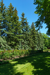 Wall Mural - Tall old Spruces (Picea abies) located in central city park of Stavropol. The favorite place for citizens and tourists of administrative center of Stavropol Krai