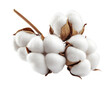 © Photo Find - Fluffy cotton bolls png isolated on transparent background