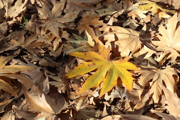 Wall Mural - autumn leaves on the ground. plane tree leaves