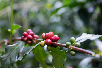 Bright red coffee beans with water droplets after rain.