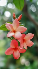 Wall Mural - Delicate Coral Flowers Bloom Beautifully Outdoors