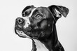 © Herlita - A Striking Black And White Dog Portrait