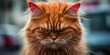 © koldunova - A Majestic and Adorable Orange Cat Displaying an Intense Expression in an Urban Setting