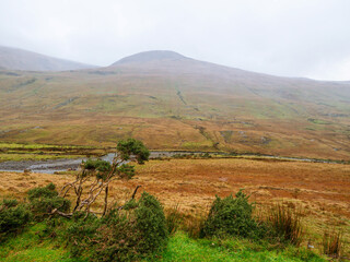 Fototapete - Small tree grows on a hill, moorland with brown color vegetation and mountain in a fog in the background. Nature scene in Ireland.
