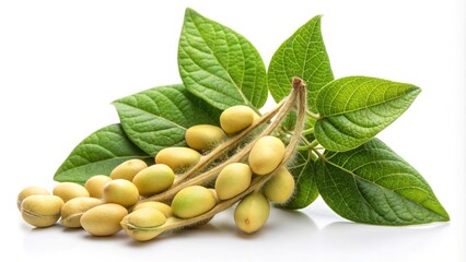 Wall Mural - Soya bean plant branch with beans and leaves isolated on white