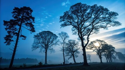 Wall Mural - beautiful landscape showing a row of tall trees with the sun rising behind them in a foggy morning, 