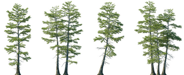 Set of Taxodium ascendens (also known as pond cypress) frontal set trees isolated png on a transparent background perfectly cutout