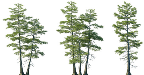 Wall Mural - set of taxodium ascendens (also known as pond cypress) frontal set trees isolated png on a transpare