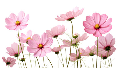 Wall Mural - PNG Pink cosmos flowers outdoors blossom nature.