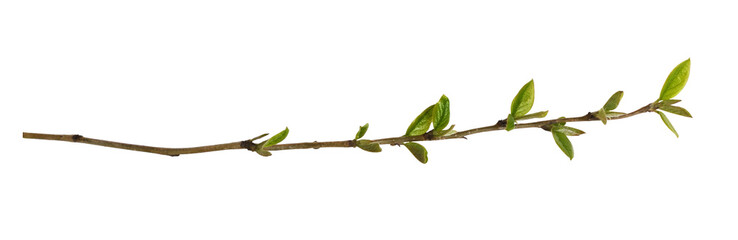 Wall Mural - spring twig with small first green leaves isolated on white or transparent background