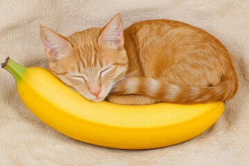 A sleeping orange cat curled up next to a large banana on a soft surface.