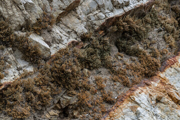 Wall Mural - Selaginella bigelovii, Los Angeles County, California. San Gabriel Mountains. GRANITIC ROCKS / igneous rocks. complexly intrusive as pods and dikes, some as aplite and pegmatite dikes.  

