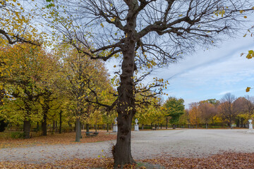 Wall Mural - Park square with old gnarled tree on foreground in autumn