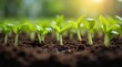 © Alex Pios - Close-up of fresh green seedlings sprouting from dark, moist soil, illuminated by soft sunlight in a greenhouse. A vibrant display of early plant growth.