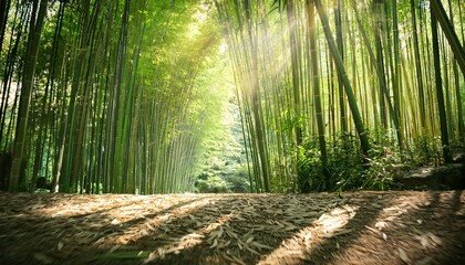 Canvas Print - Sunlight streams through a dense bamboo forest, creating a serene and peaceful atmosphere.