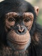 © Alexander Chaykin - Chimpanzee's Expression of Surprise and Amusement