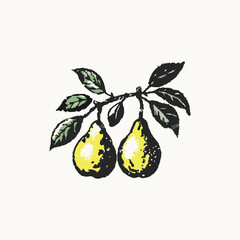 Isolated pair of pears on a branch vector illustration. Fruit on a white background. Ripe green-yellow pears. Organic healthy food. Isolated vector illustration