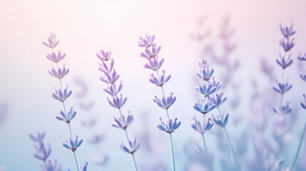 Wall Mural - A delicate gradient background blending from soft lavender to light sky blue, creating a peaceful and dreamy visual. Dreamy. Illustration