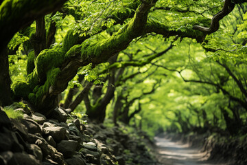 green trees within ravine exude a vibrant color majesty, with their quiet grandeur, interplay of lig