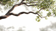 © Thiago - Isolated relax tree branches close-up blur backgrounds on transparent 3d render png. Arboreal. Illustration