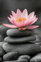 Canvas Print - Pink lotus blossom resting atop smooth gray stones in serene setting