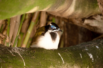 Wall Mural - the blue faced honeyeater is perched on a log