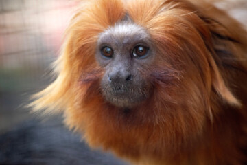 Wall Mural - this is a close up of a golden lion tamarin