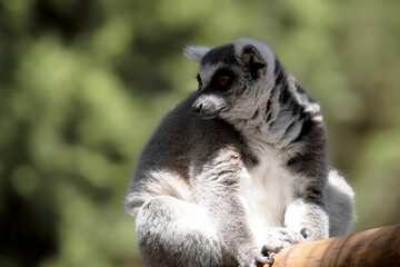 Wall Mural - the ring tailed lemur is resting on a branch
