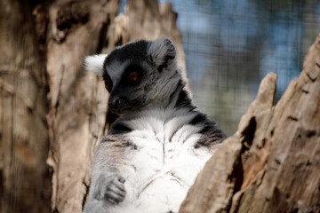 Wall Mural - the ring tailed lemur is sitting in the fork of a tree