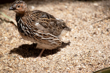 Wall Mural - the quail is a brown and cream small bird