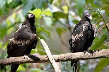 Wall Mural - two wedge tailed eagles sharing a perch