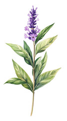 Aufkleber - Vibrant vitex agnus-castus plant in full bloom painted with watercolors against a see-through backdrop