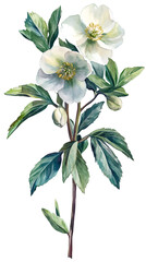 Aufkleber - Beautiful watercolor painting capturing delicate white christmas rose flowers blooming against a transparent background