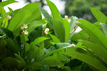 Wall Mural - beautiful frangipani flower tree in springtime, rainy day