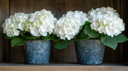 Wall Mural - Beautiful White Hydrangea Blooms in Rustic Pots Placed on Wooden Shelf, Perfect for Home Decor, Floral Arrangements, and Nature-Inspired Settings