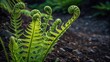 © Justlight - Close up of fresh green fern fronds unfurling in the rich soil of a botanical garden, representing new life, growth, and the beauty of nature