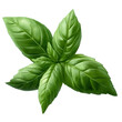 © Tom Artist - fresh green basil leaf isolated on transparent background.