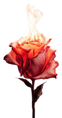 Canvas Print - PNG Flower plant fire rose.