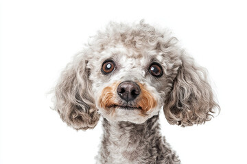 Miniature poodle with curly fur, isolated on white, looking curious