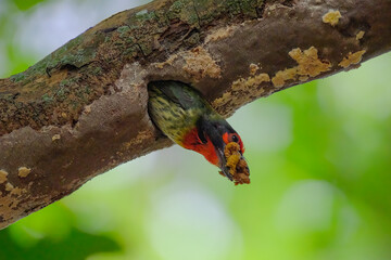 closeup coppersmith barbet feeding the chick