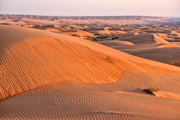 Wall Mural - Wahiba Desert, Oman.  Golden sand dunes. Summer travel and tourism
