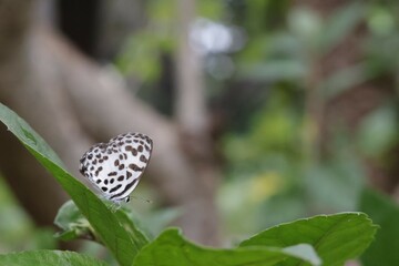 Wall Mural - butterfly on a tree