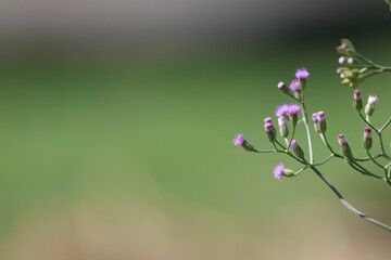 Wall Mural - flowers in the garden