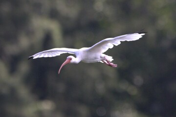 Wall Mural - white ibis flying