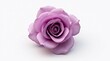 © Pixel Corner - Beautiful Purple Rose Isolated on a White Background.